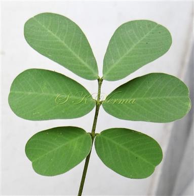  Leaf